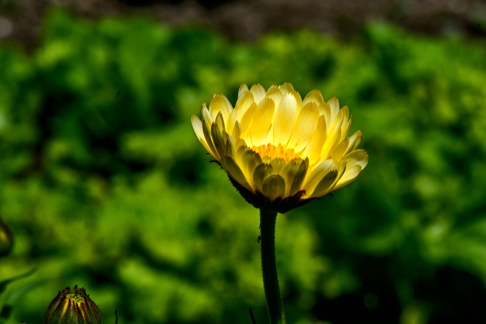 Nikon D3100 sample photo. Marigold, garden, bright photography
