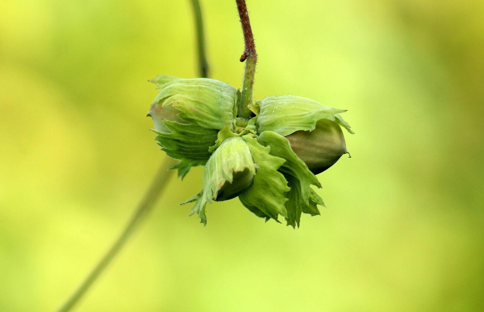 Canon EOS 1200D (EOS Rebel T5 / EOS Kiss X70 / EOS Hi) sample photo. Walnut, hazelnuts, hazel photography