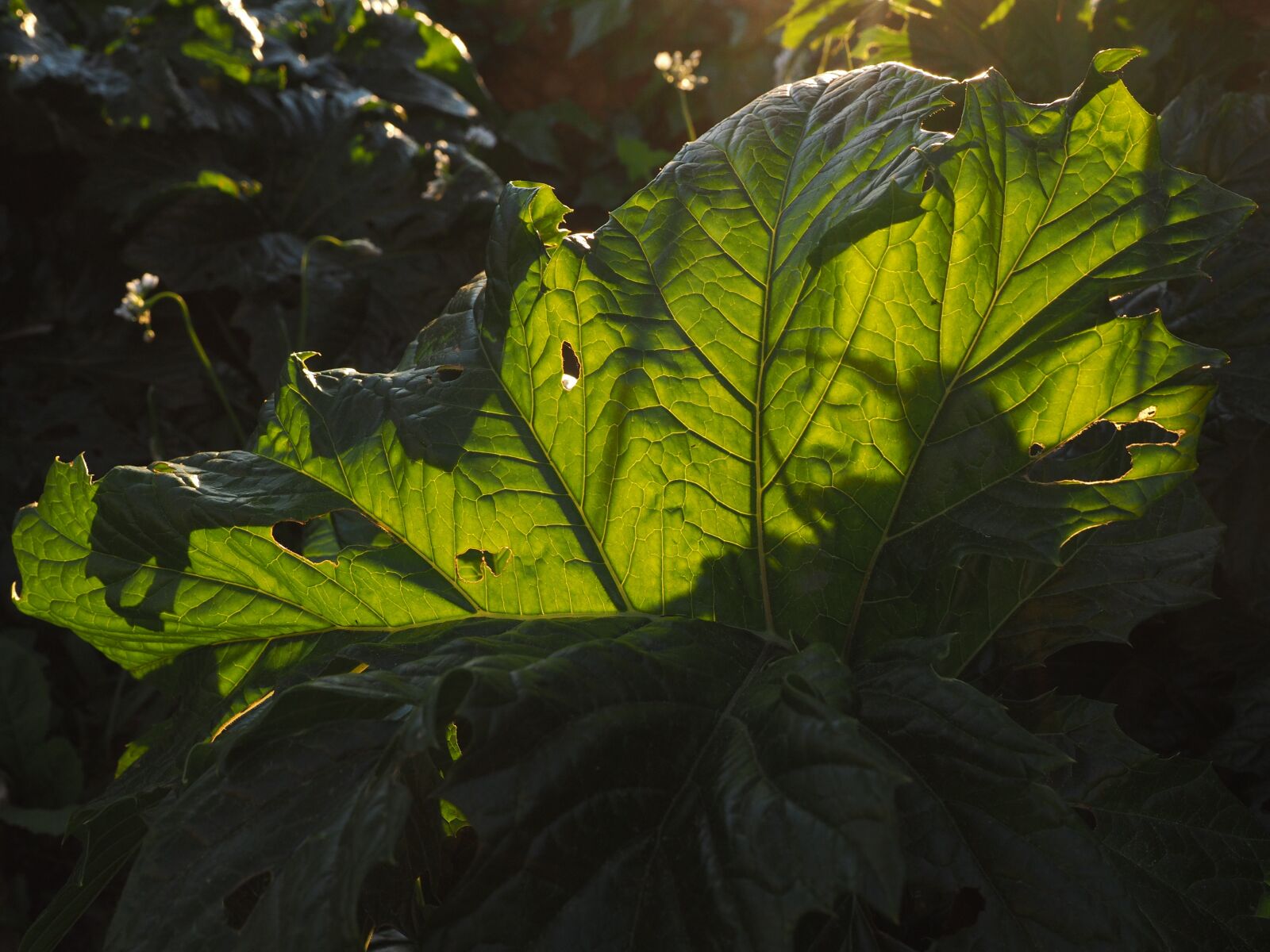 Olympus OM-D E-M1 + Olympus M.Zuiko Digital ED 12-40mm F2.8 Pro sample photo. Hogweed, leaf, backlighting photography
