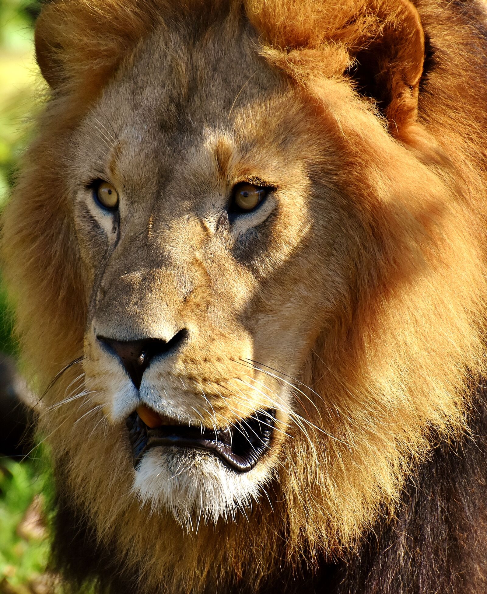Nikon D7200 sample photo. Lion, predator, dangerous photography