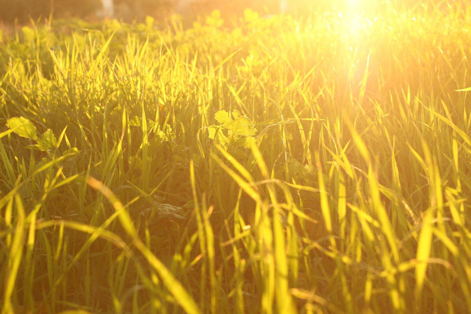 Canon EOS 600D (Rebel EOS T3i / EOS Kiss X5) sample photo. Grass, chan, nature photography