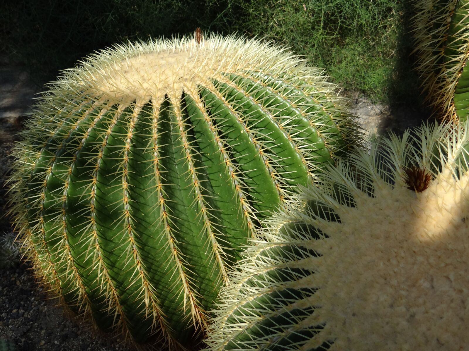 Sony DSC-HX200V sample photo. Cactus greenhouse, echinocactus grusonii photography