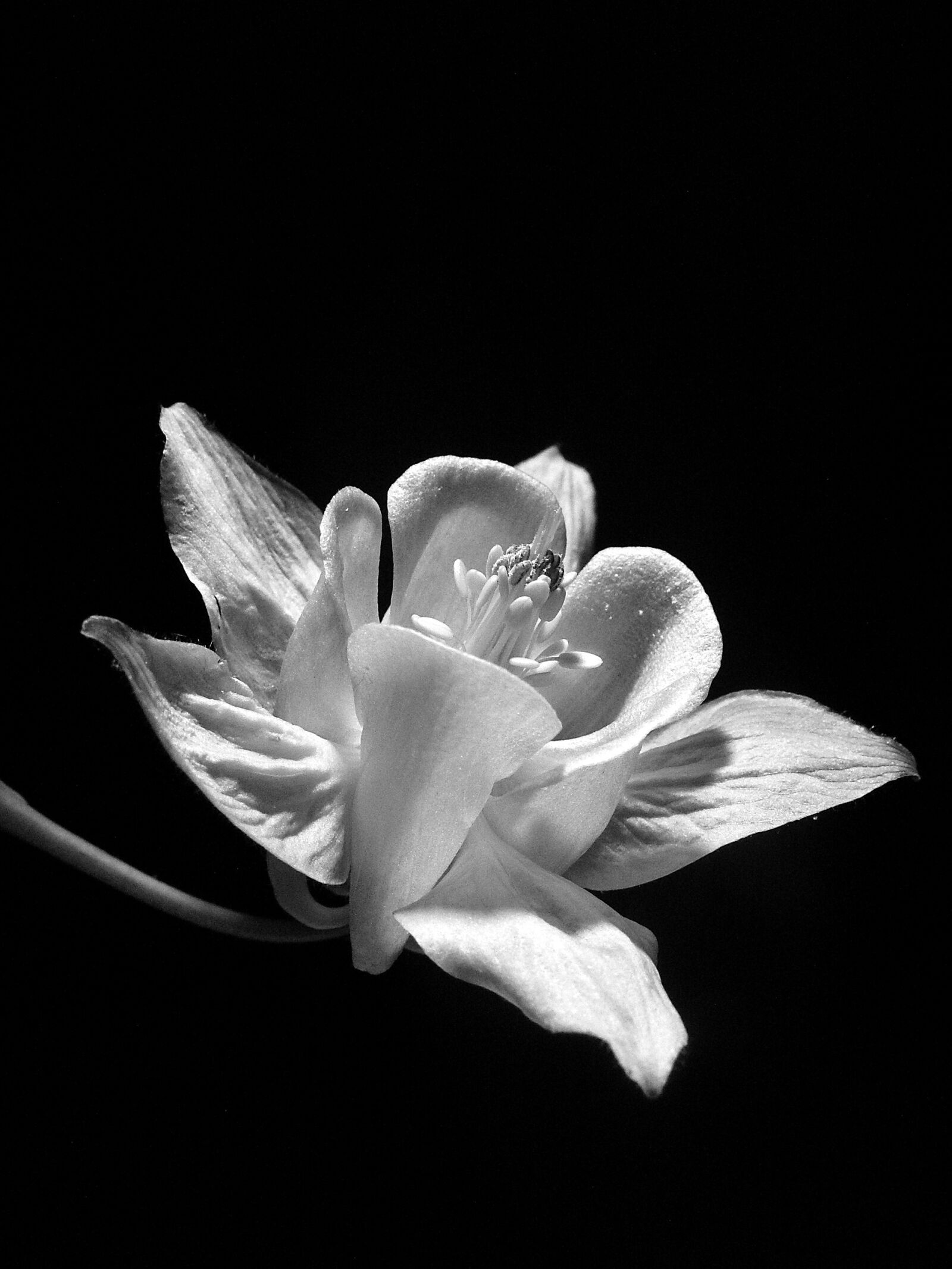 KONICA MINOLTA DiMAGE Z5 sample photo. Flower, macro, black and photography