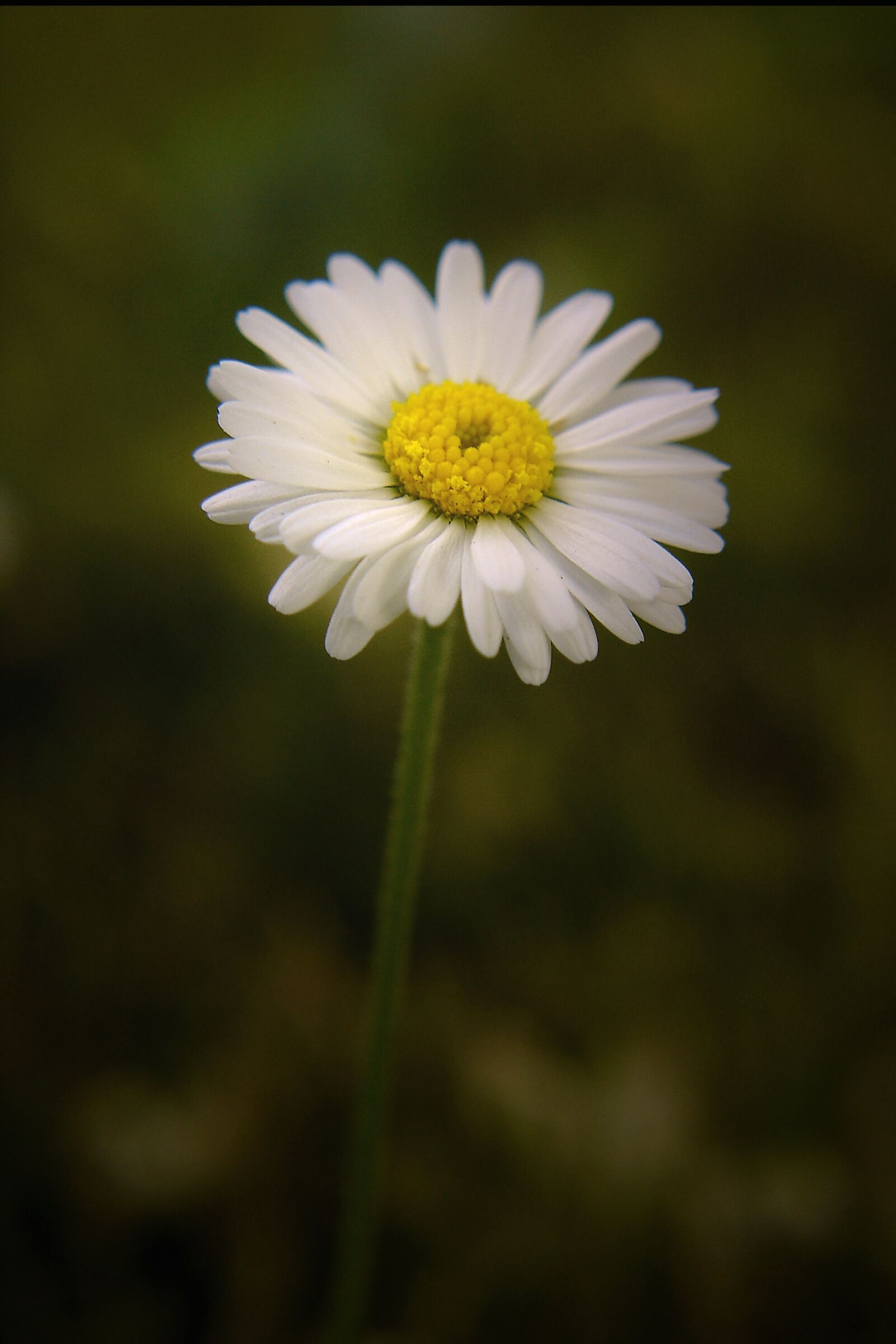 Sony DSC-W1 sample photo. Daisy, meadow, flower photography