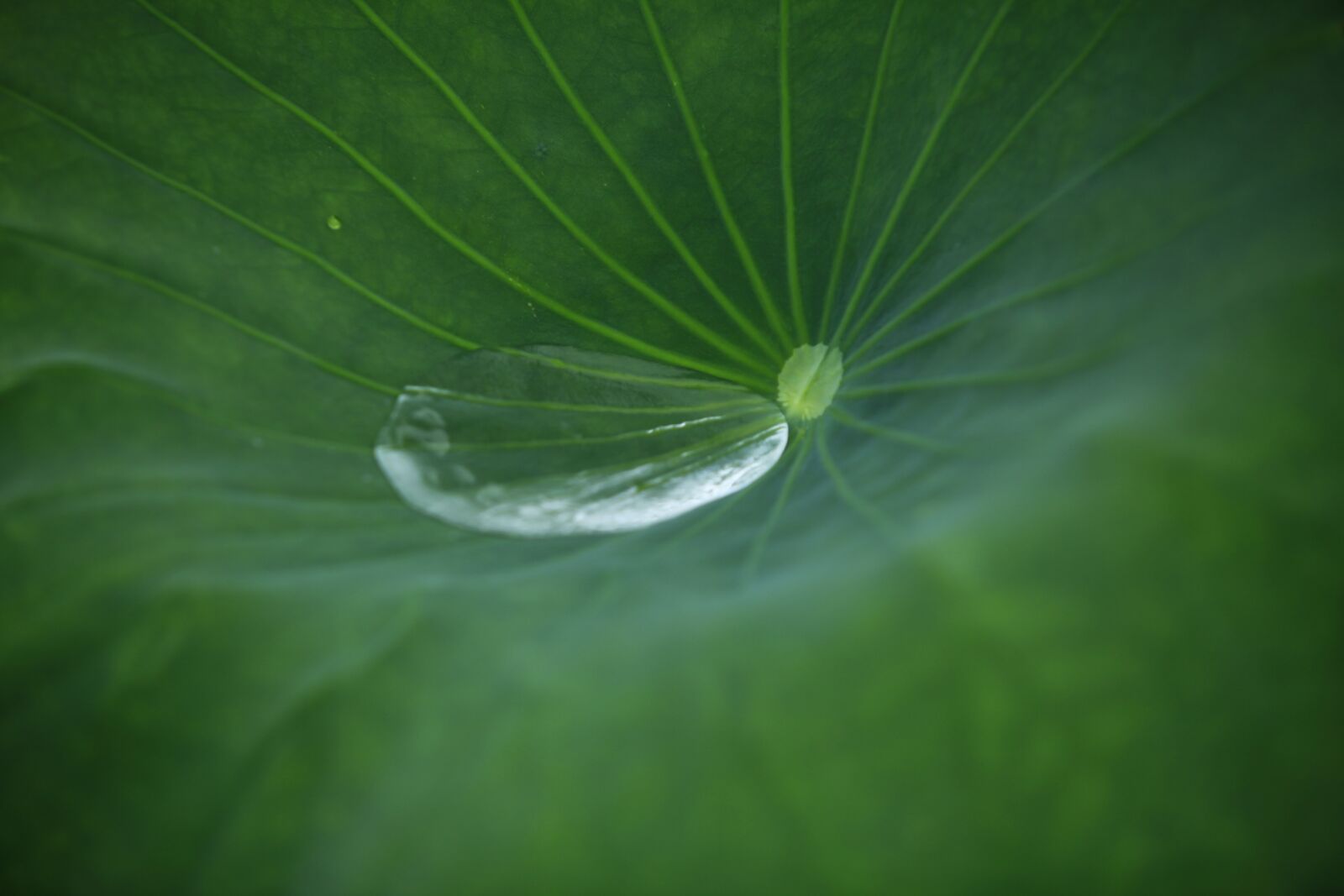 Canon EOS 5D Mark II sample photo. Lotus leaf, trickle, lotus photography