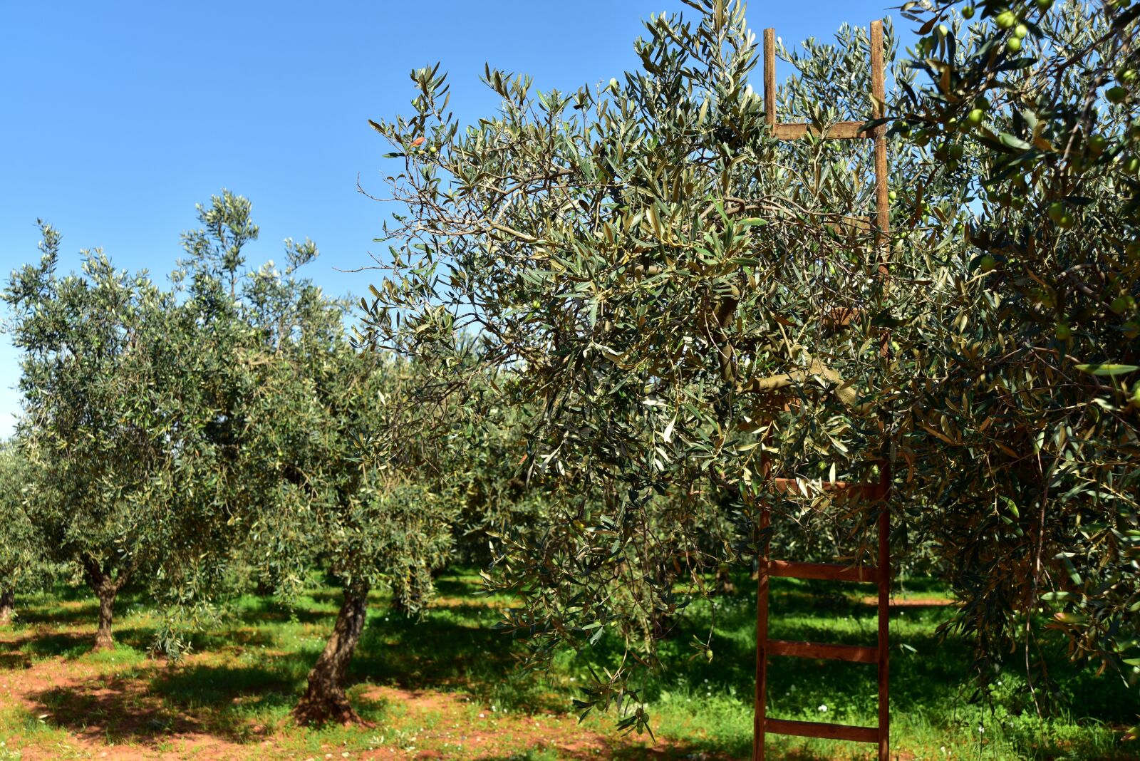 Nikon D750 sample photo. Olive trees, olive field photography