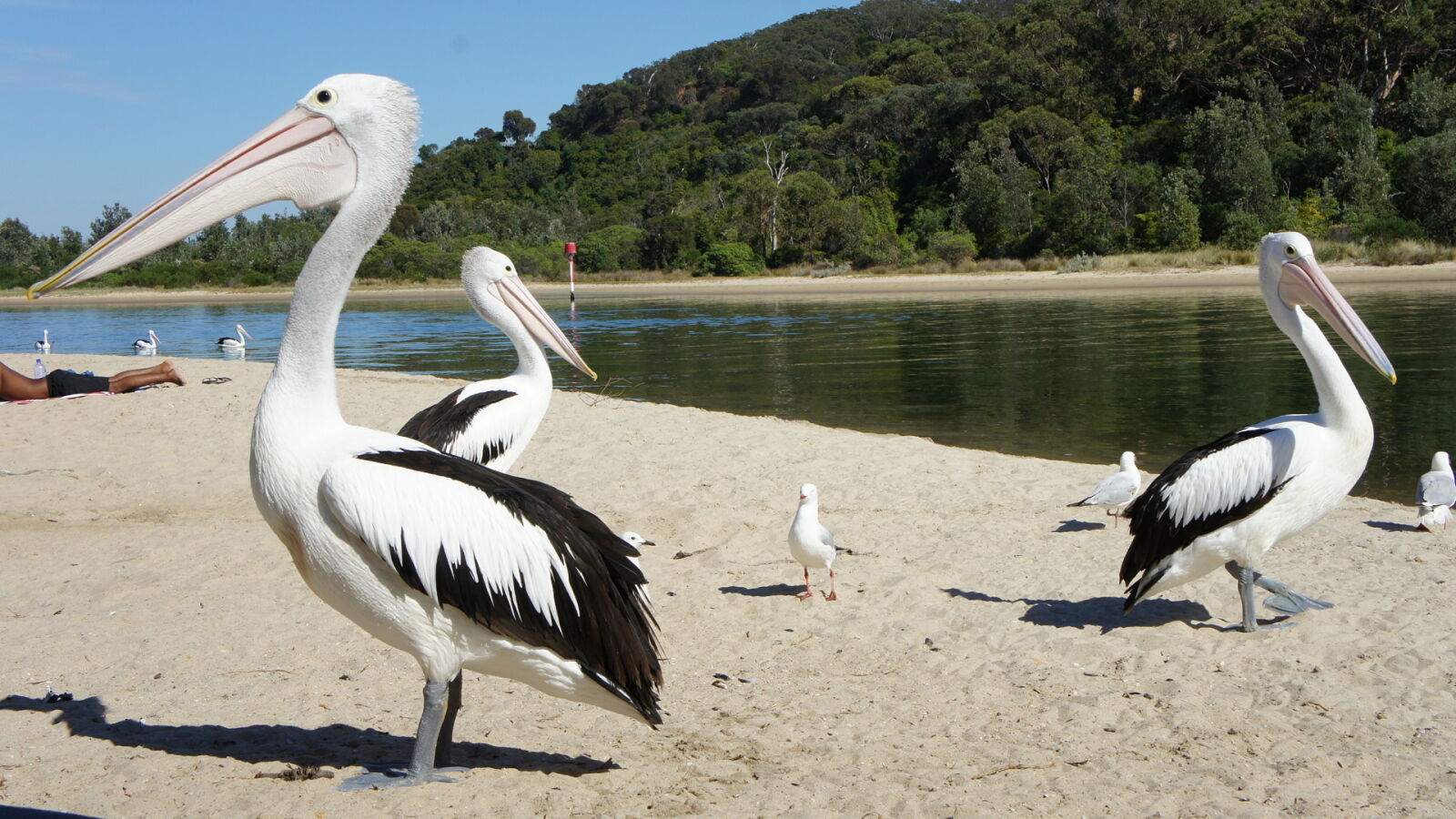 Sony Alpha NEX-5 sample photo. Australia, beach, bird, birds photography