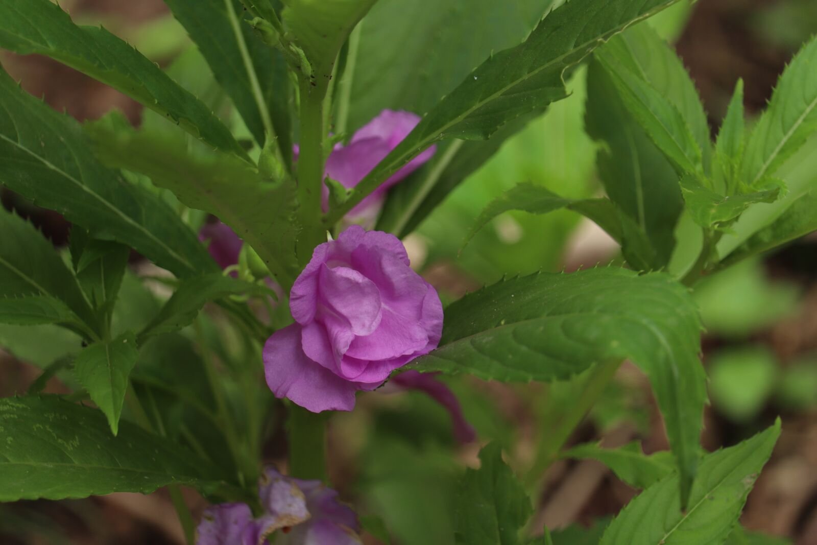 Canon EF-S 55-250mm F4-5.6 IS STM sample photo. Flower, plant, leaf photography