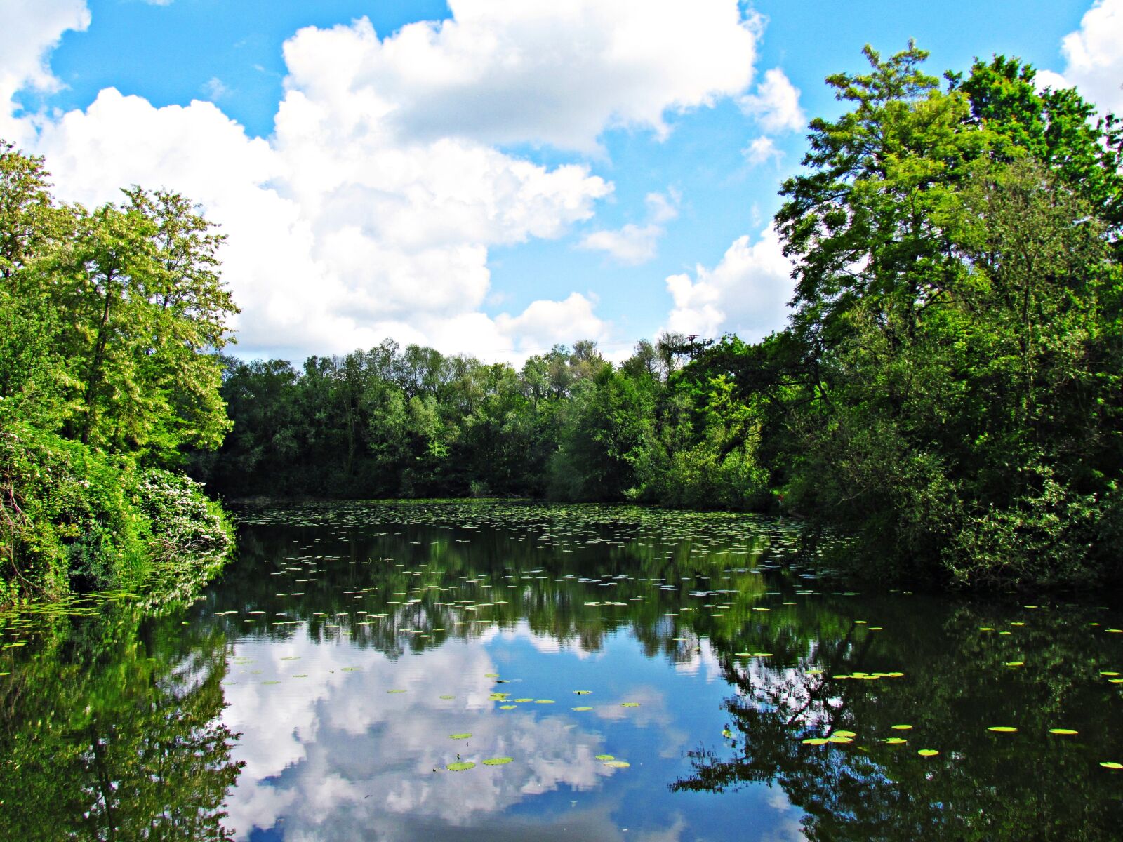 Canon PowerShot SX30 IS sample photo. Pond, nature, green photography