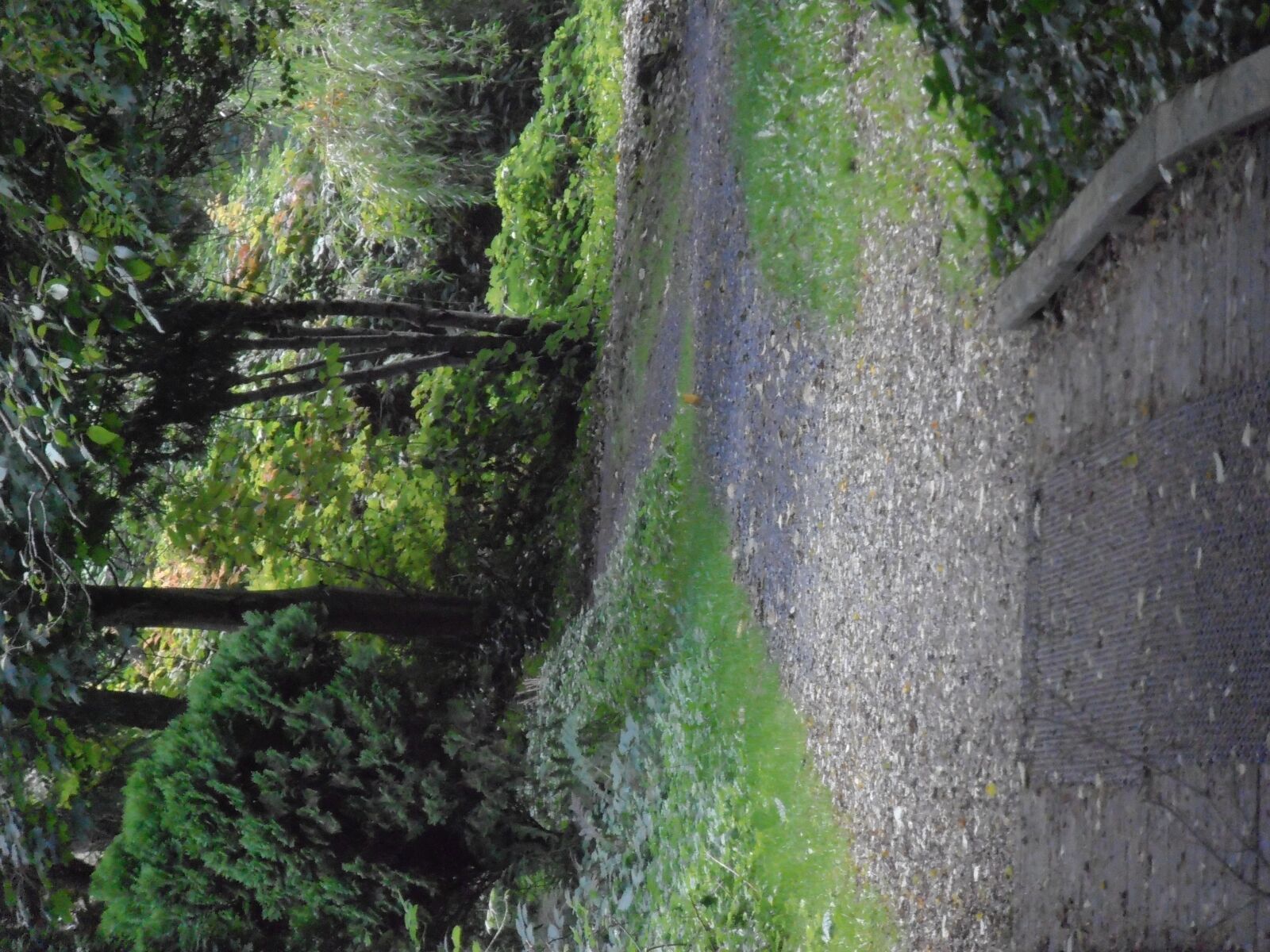Olympus VR310,D720 sample photo. Pathways, trees, foliage photography
