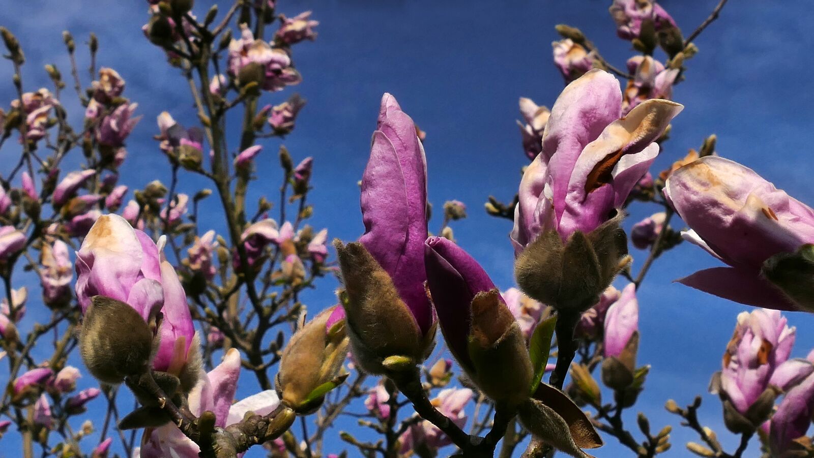 Panasonic Lumix DMC-FZ1000 sample photo. Magnolia, spring, flowering photography