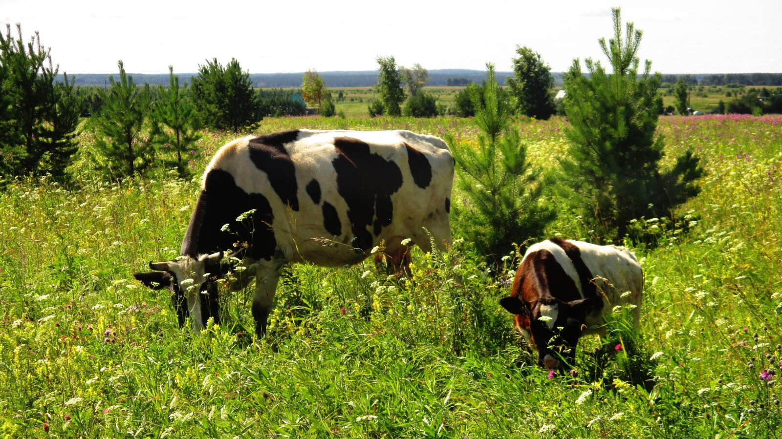 Canon IXUS 185 sample photo. Cow, calf, cattle photography