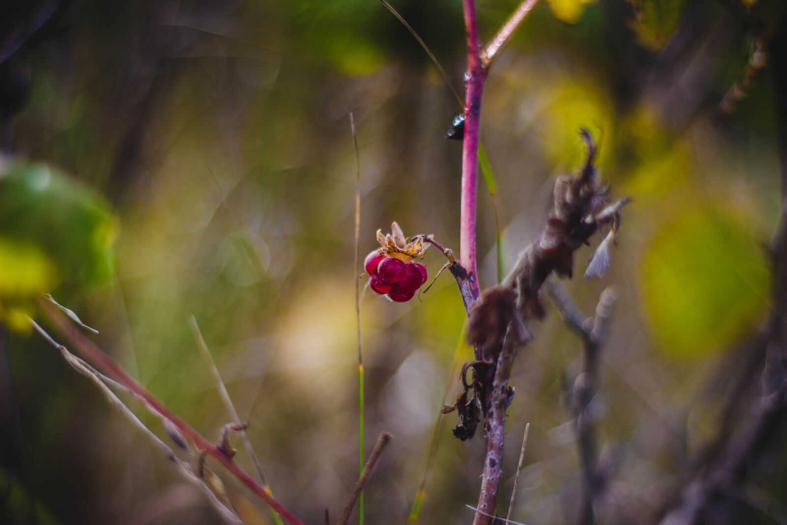 Canon EOS 600D (Rebel EOS T3i / EOS Kiss X5) + Canon EF 50mm F1.8 II sample photo. Berries, blur, branches, bright photography