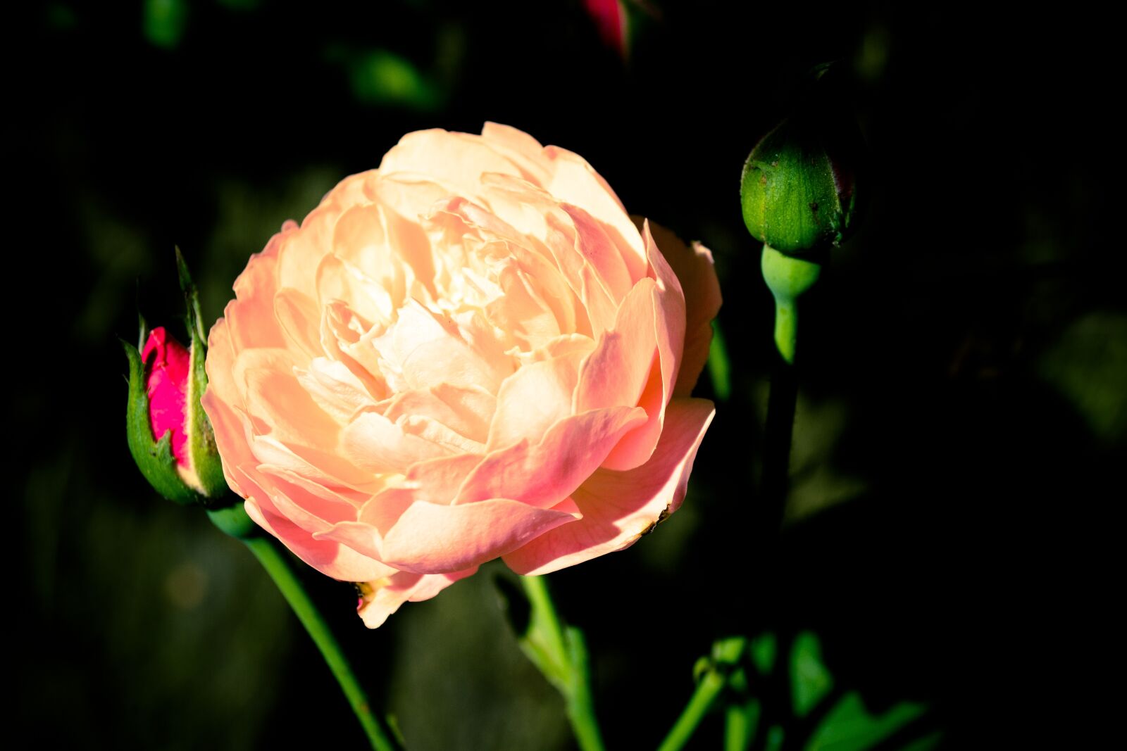 Nikon D3100 sample photo. Rose, flower, botanical photography