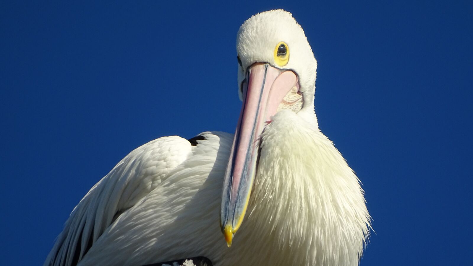 Sony Cyber-shot DSC-HX400V sample photo. Pelican, bird, beak photography