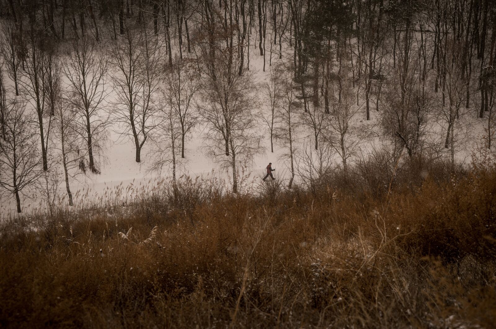 Nikon D3200 sample photo. Forest, winter, nordic walking photography