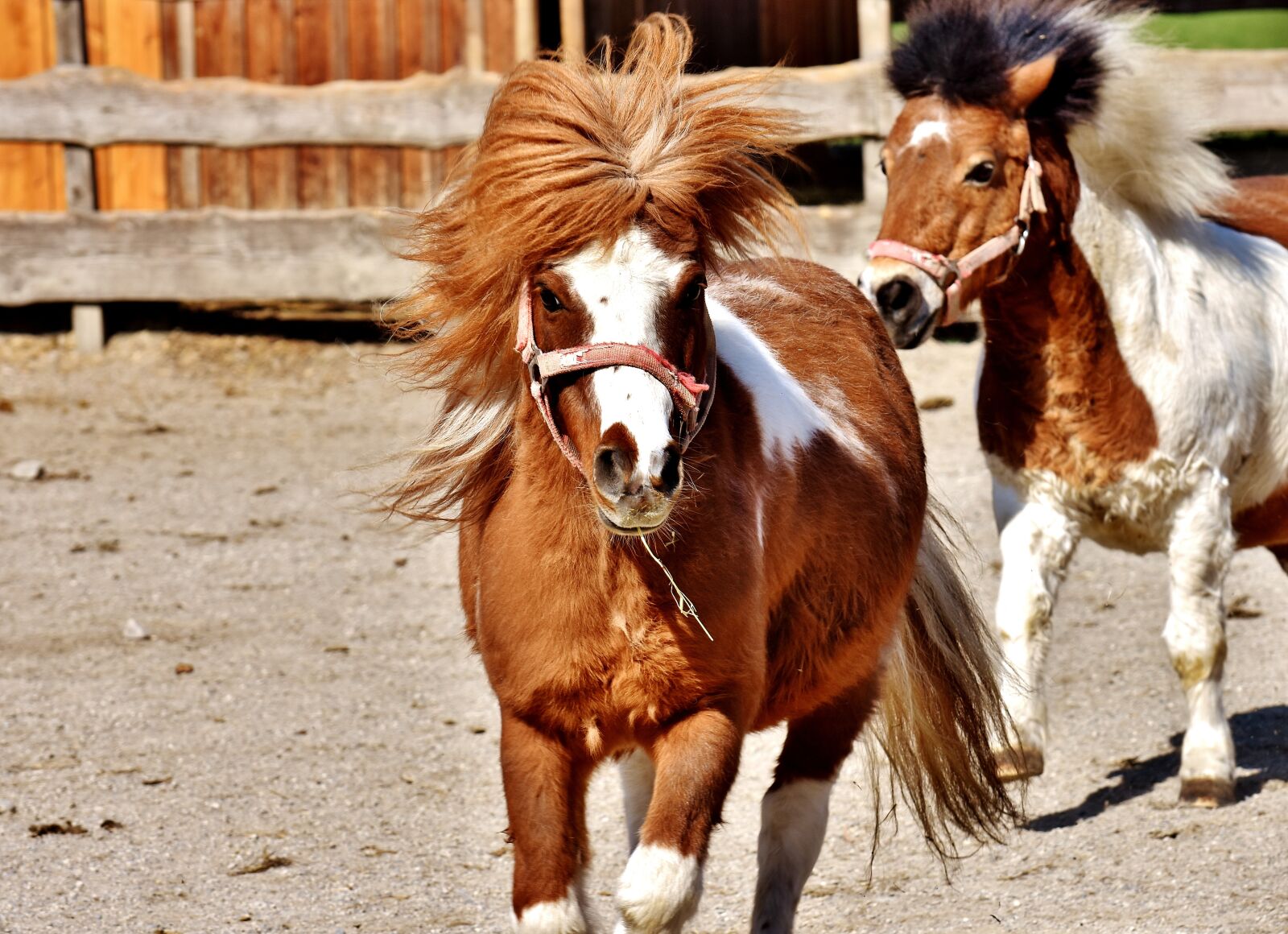 Nikon D7200 sample photo. Horses, play, funny photography
