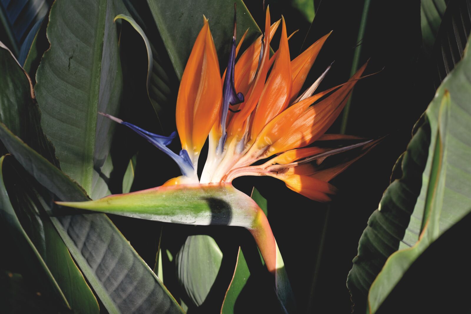 Nikon D7200 sample photo. Strelizie, parrot flower, paradise photography