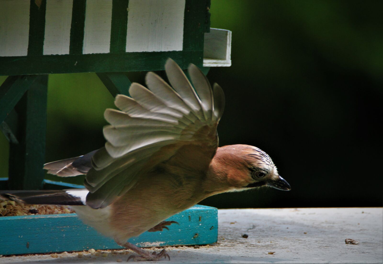 Canon EOS 7D sample photo. Jay, bird, feeding place photography