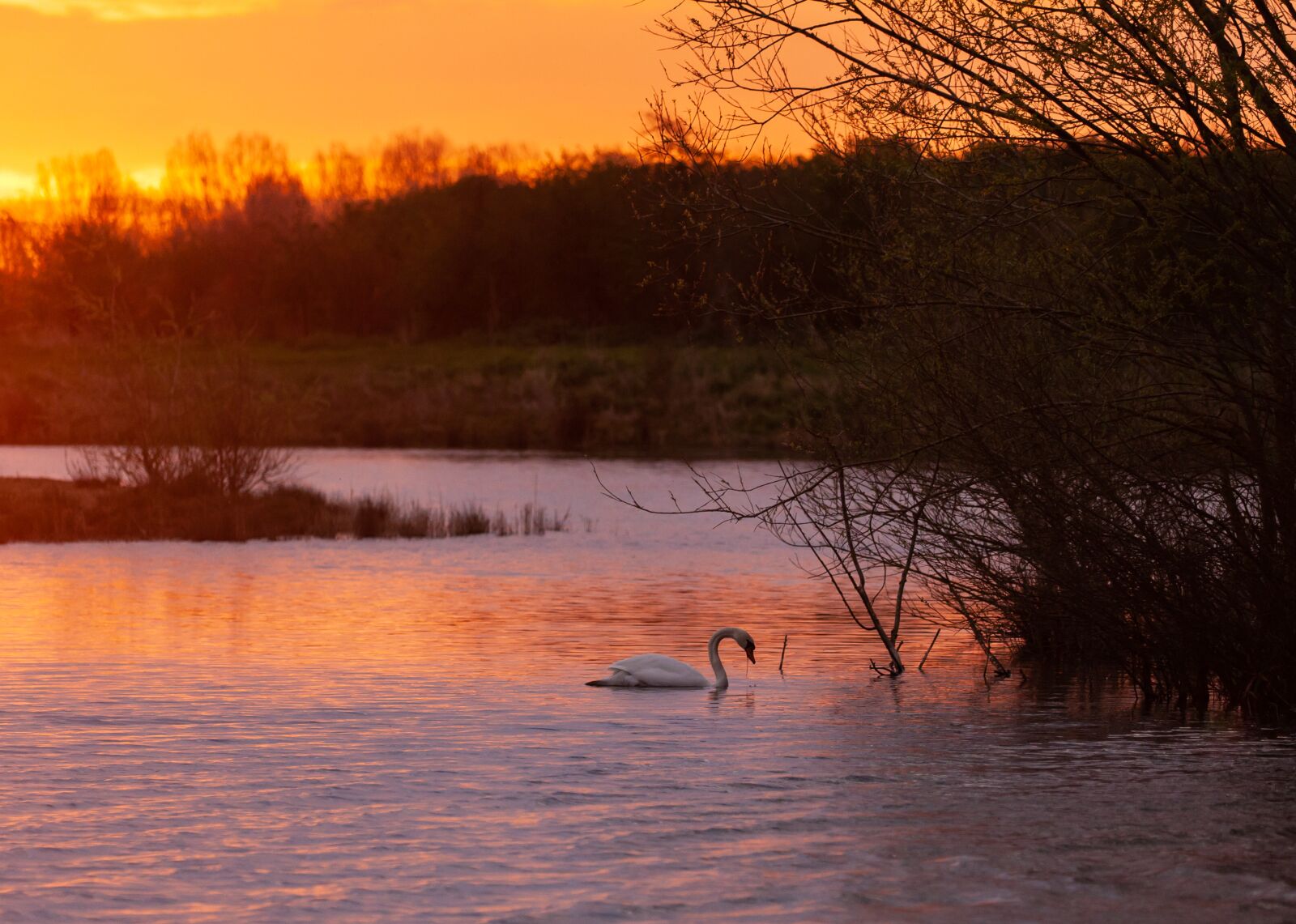 Canon EOS 5D Mark II sample photo. Sunrise, water, swan photography
