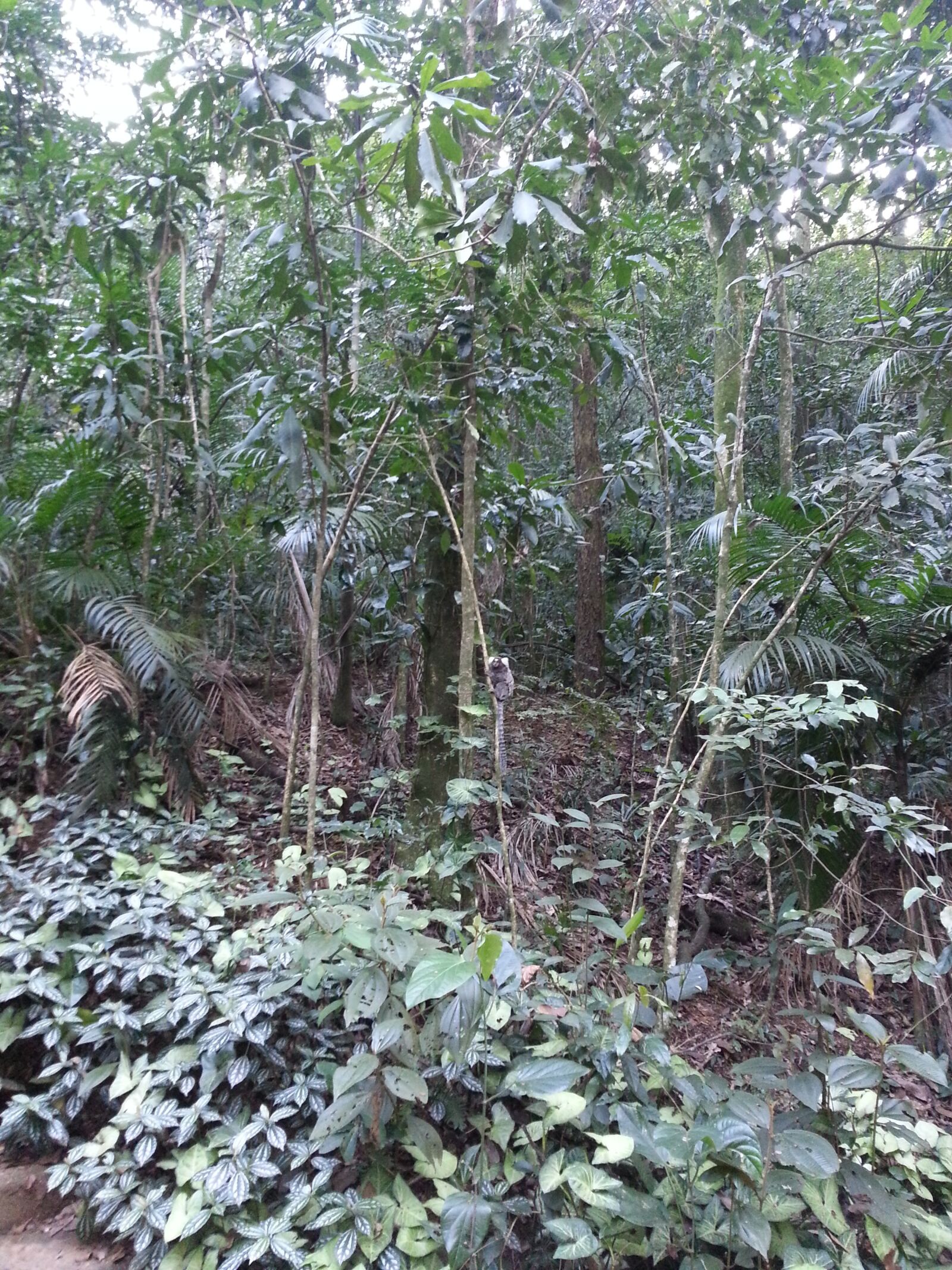 Samsung Galaxy Note2 sample photo. Flying, earth, green photography