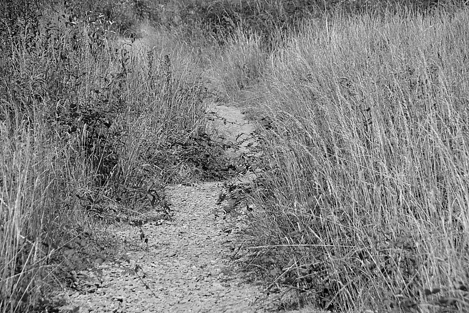 Nikon D5200 sample photo. Path, promenade, nature photography