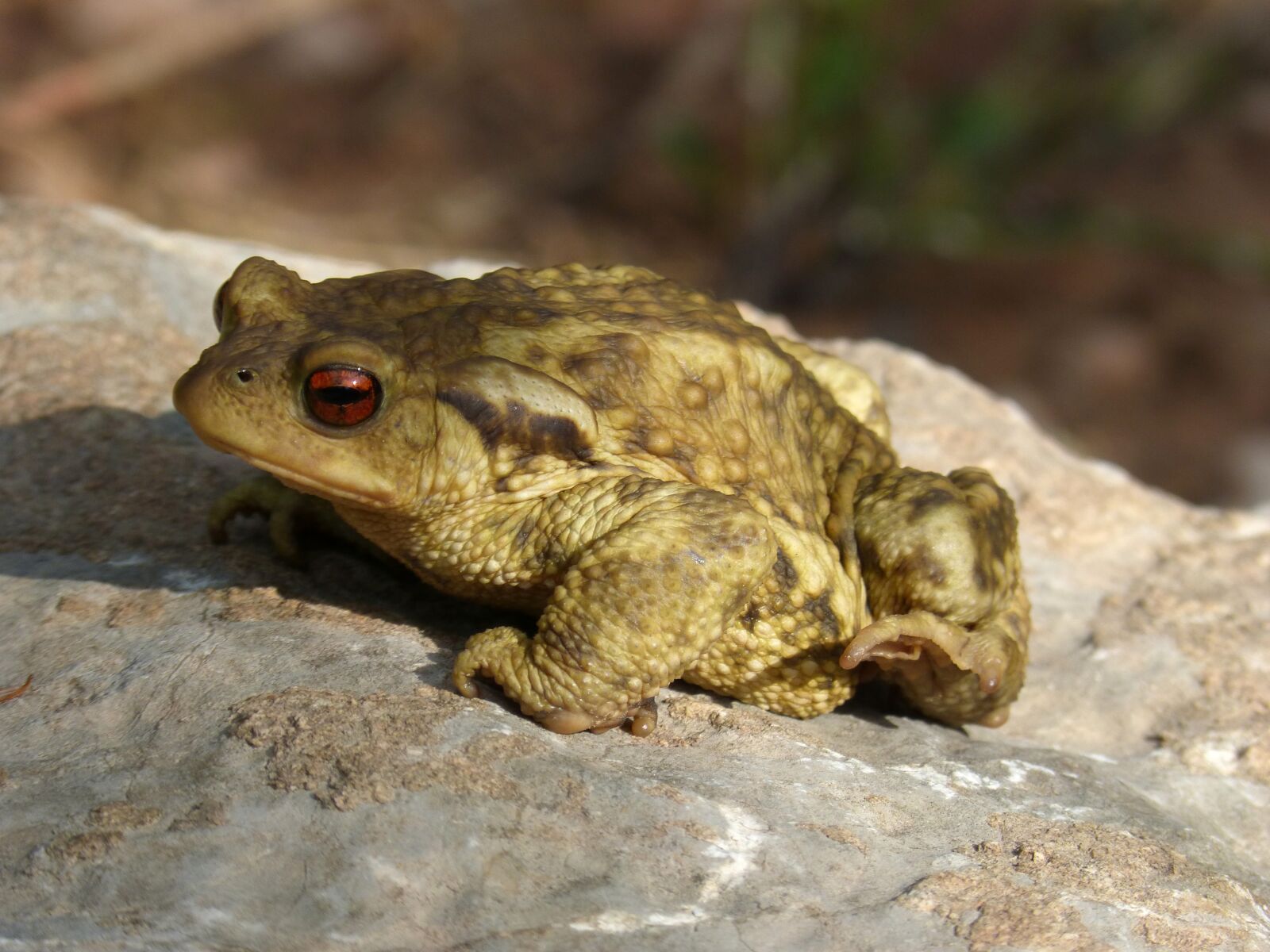 Panasonic DMC-FZ62 sample photo. Toad, batrachian, amphibious photography