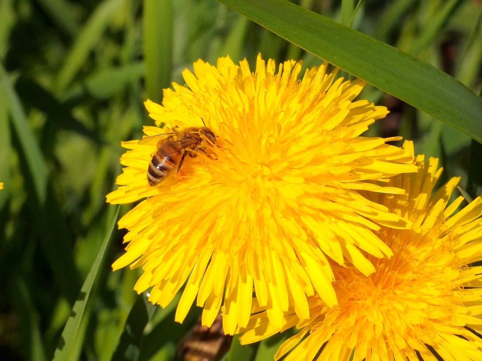 Olympus XZ-1 sample photo. Flowers, dandelions, bee photography