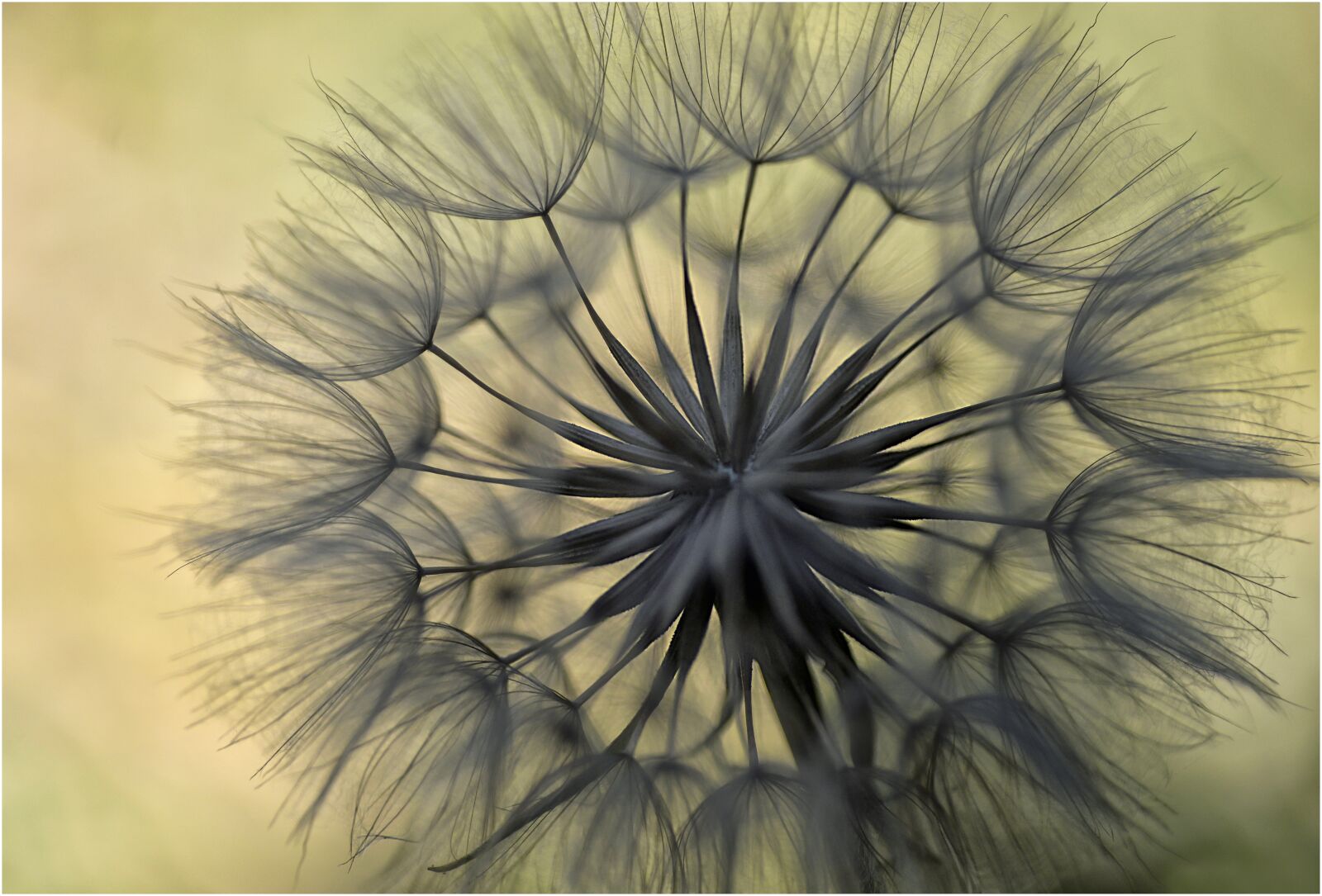 Nikon D610 sample photo. Macro, plant, beauty photography