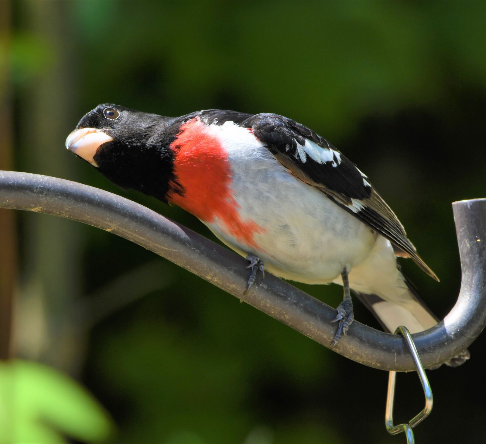 Nikon D850 sample photo. Bird, songbird, rose-breasted photography