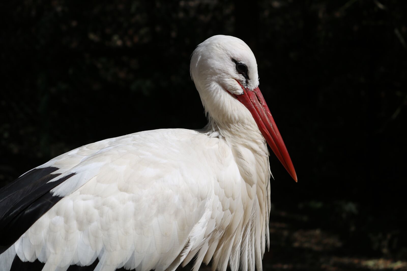 Canon EOS 750D (EOS Rebel T6i / EOS Kiss X8i) sample photo. Stork, animals, nature photography