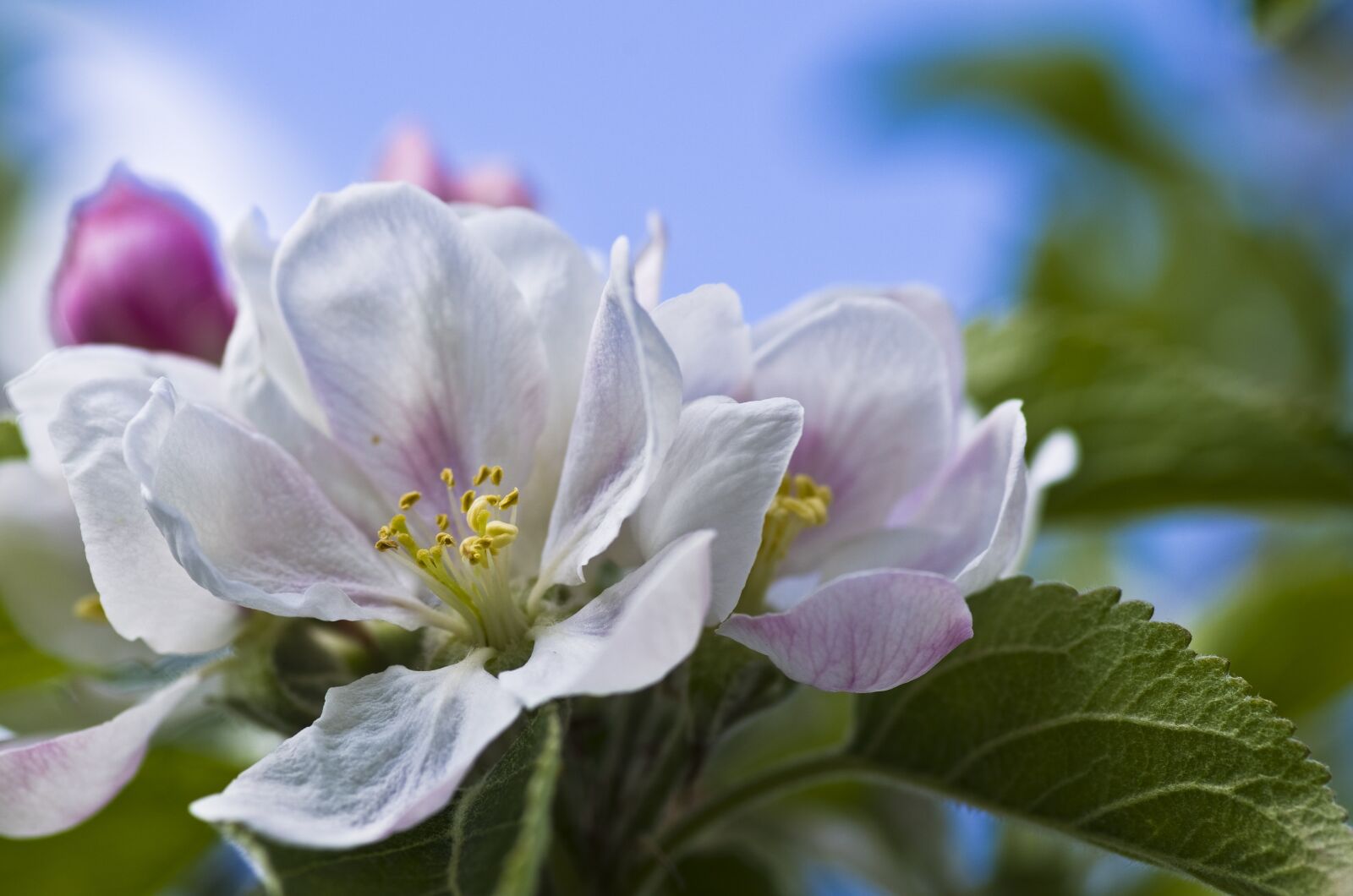 Pentax K-30 sample photo. Apple blossom, spring, white photography