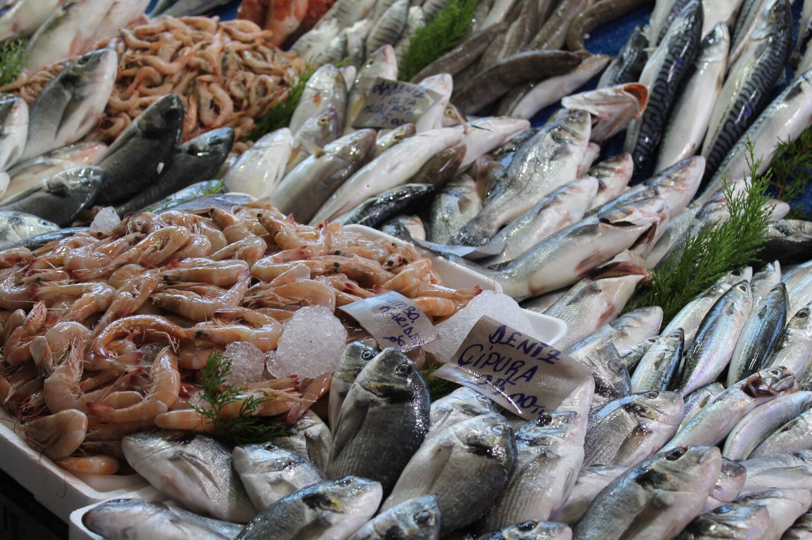 Canon EOS 1100D (EOS Rebel T3 / EOS Kiss X50) sample photo. Fish, seafood, shrimp photography
