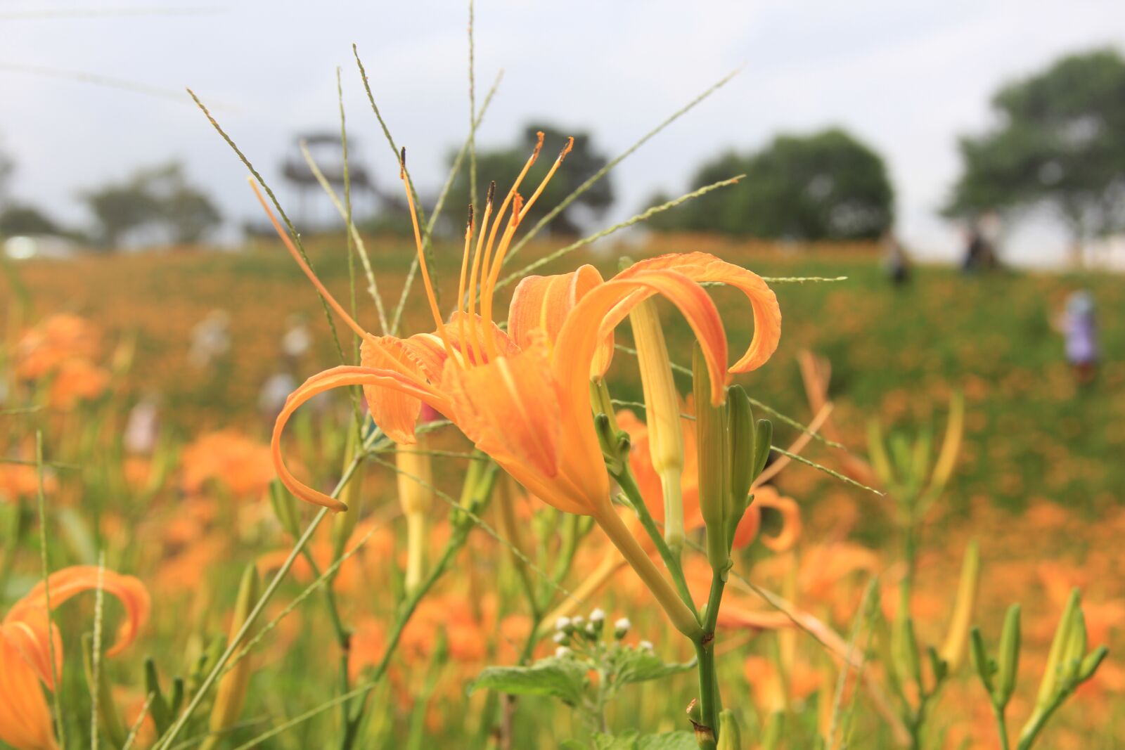 Canon EOS 60D + Canon EF-S 18-135mm F3.5-5.6 IS sample photo. Tiger lily flower, close photography