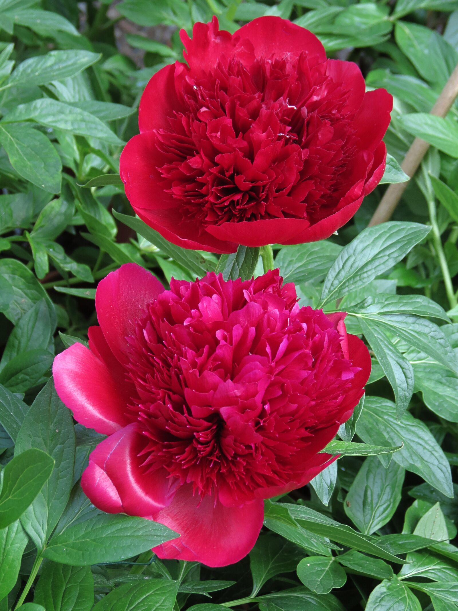 4.3 - 150.5 mm sample photo. Garden, cool, petals photography