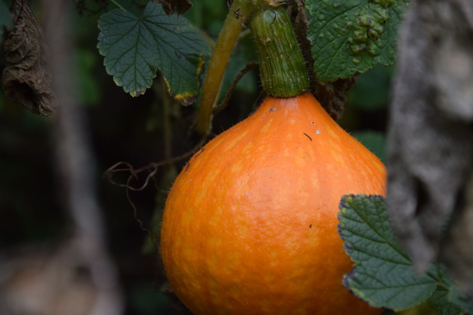 Nikon D5300 sample photo. Pumpkin, hokkaido, autumn photography