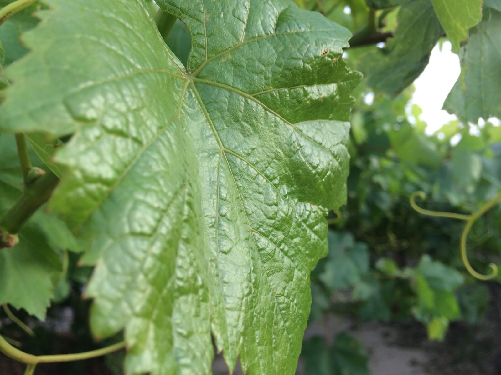 iPhone 5s back camera 4.15mm f/2.2 sample photo. Grape, farm, green photography