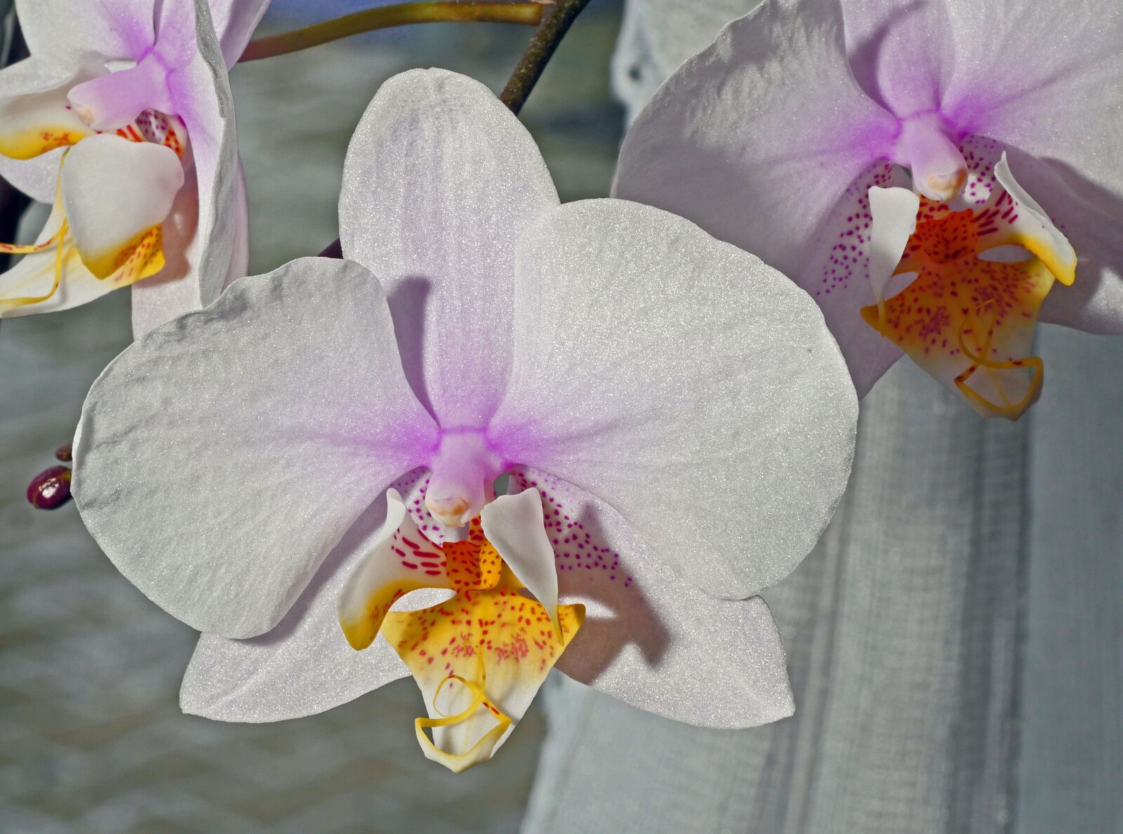 Panasonic Lumix DMC-GX8 sample photo. Orchid flower, white, pink photography