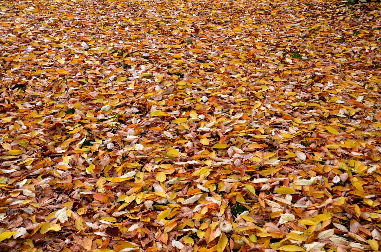 Nikon D5100 sample photo. Leaves, autumn, leaf photography