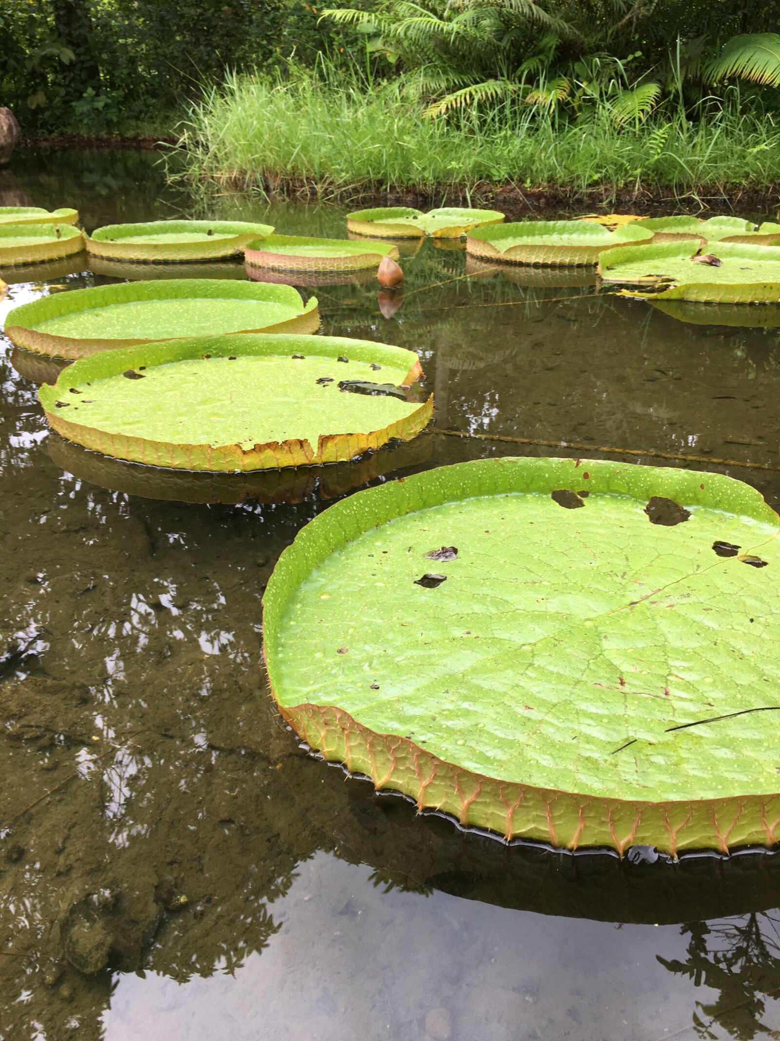 Apple iPhone 6s sample photo. Lily pad, water, green photography