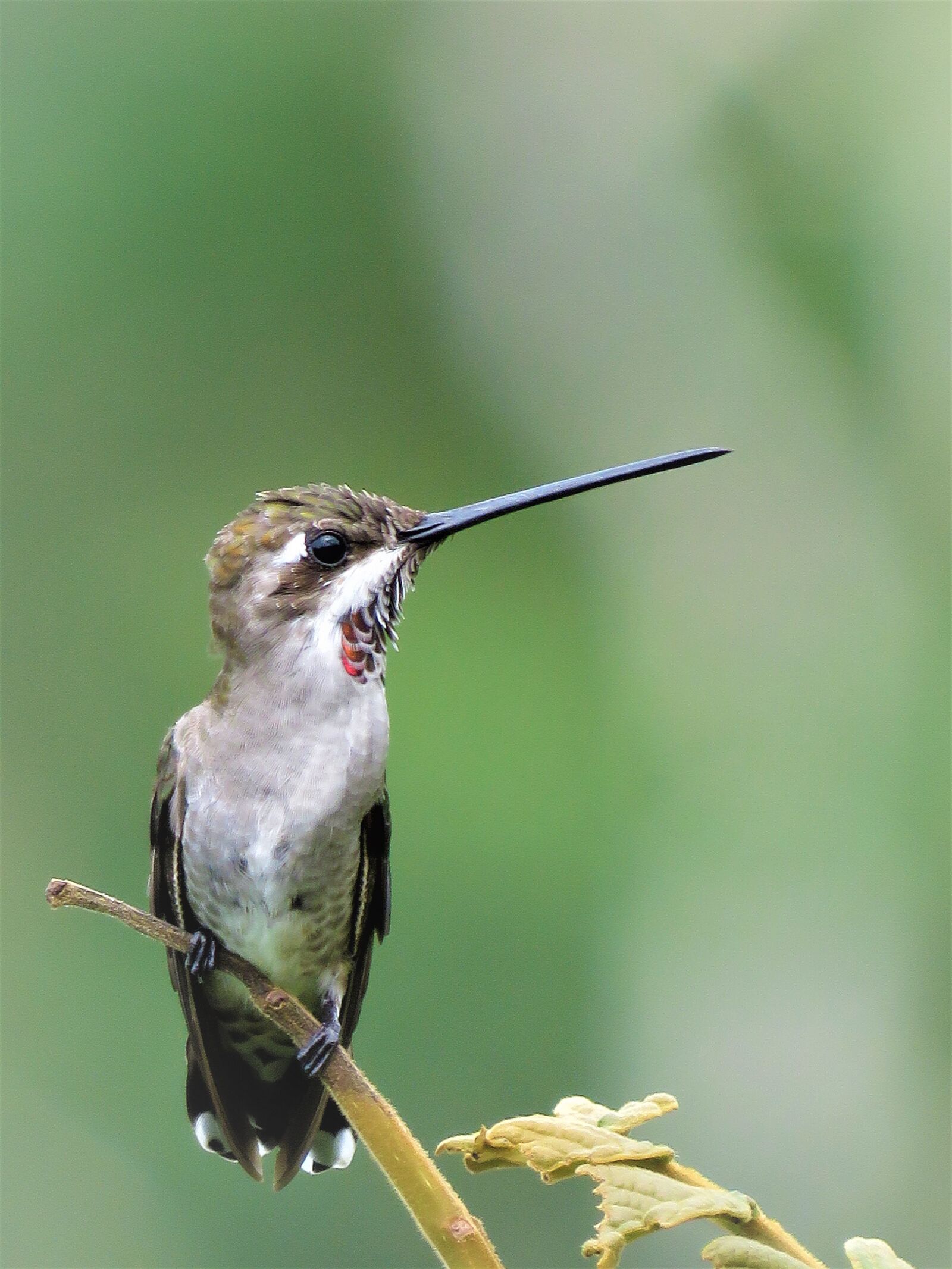 Canon PowerShot SX60 HS sample photo. Hummingbird, bird, beak photography