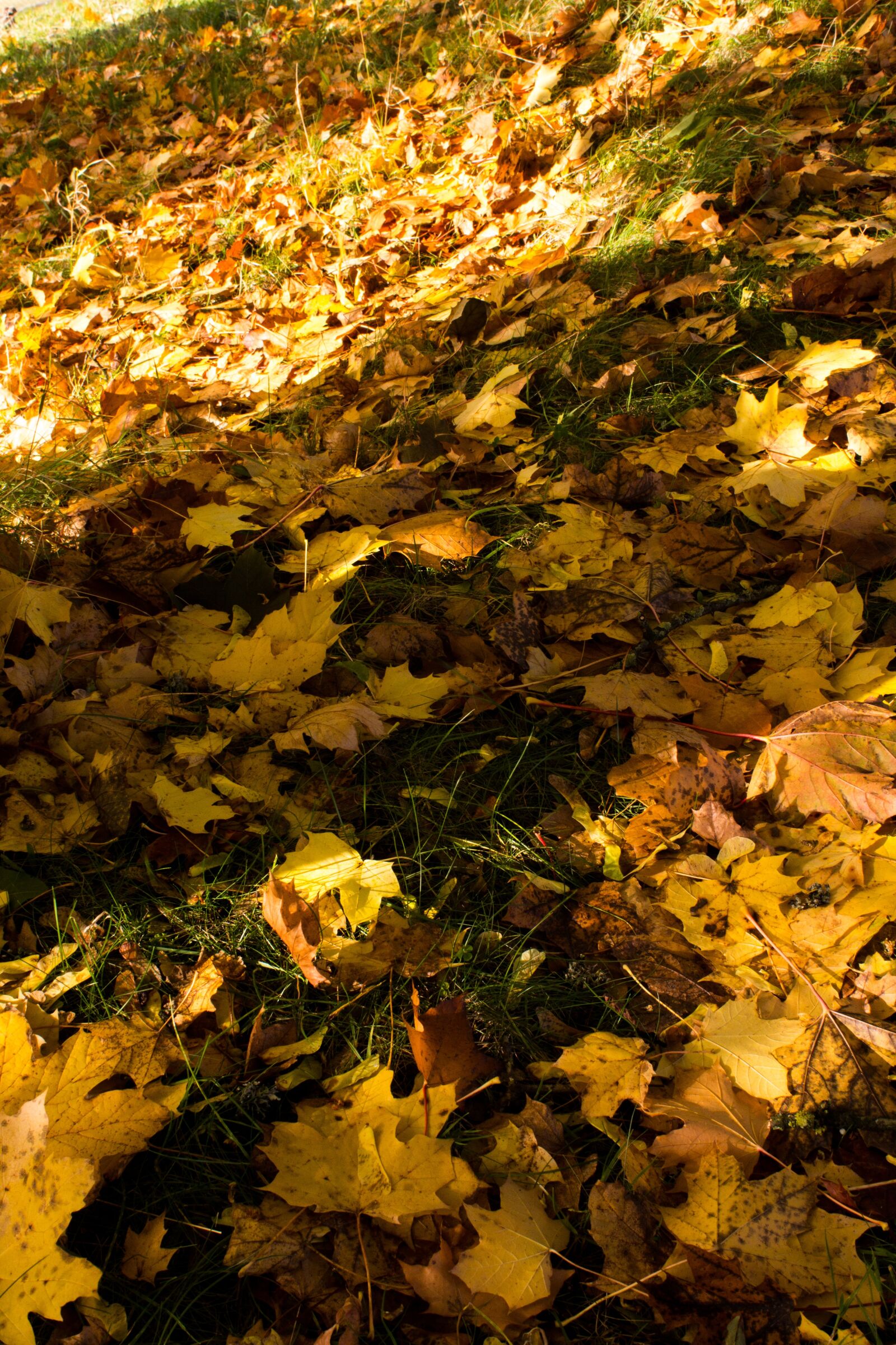 Canon EOS 600D (Rebel EOS T3i / EOS Kiss X5) sample photo. Autumn, fall, colours photography