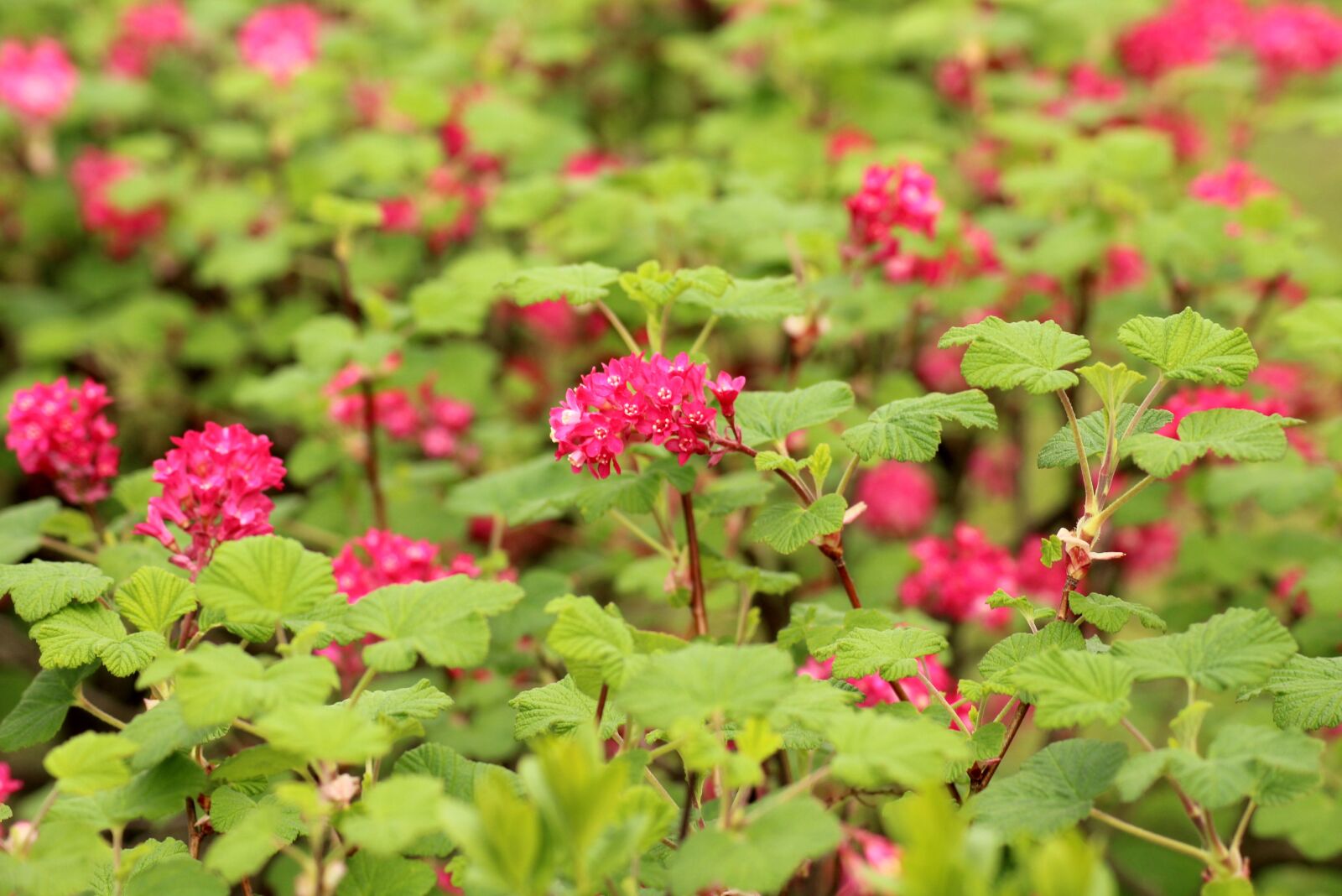 Canon EOS 1200D (EOS Rebel T5 / EOS Kiss X70 / EOS Hi) sample photo. Currant decorative, bush, flowering photography