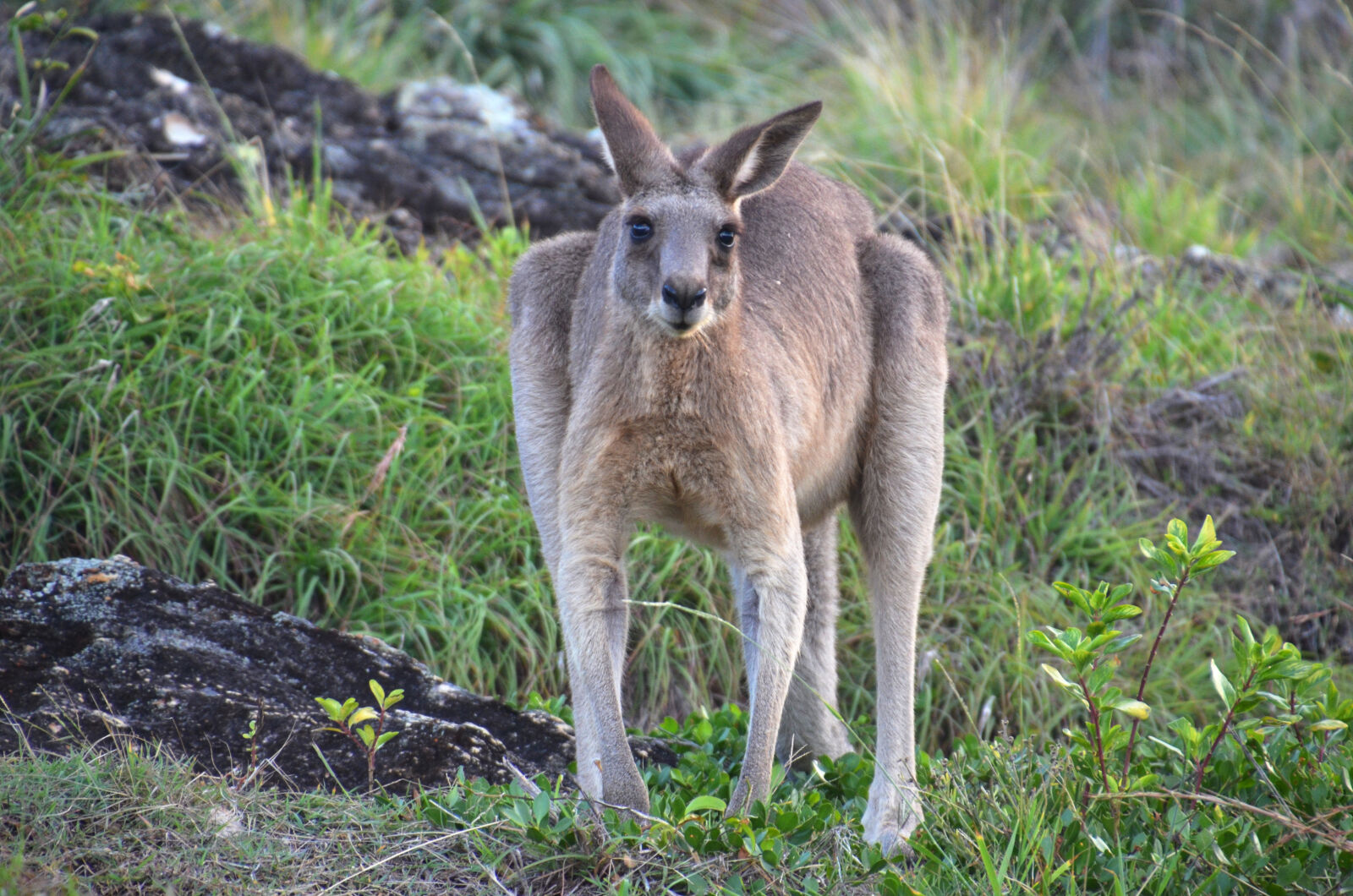 Nikon D5100 sample photo. Australia, kangaroo photography