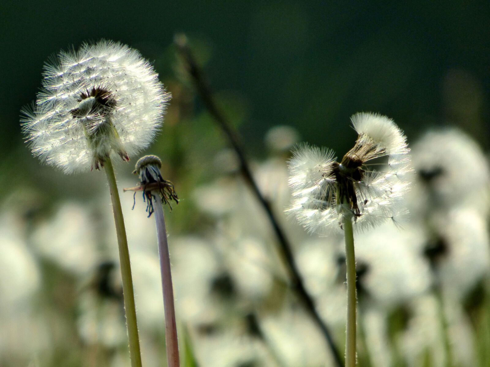 Panasonic DMC-FZ72 sample photo. Dandelion, down, flower photography