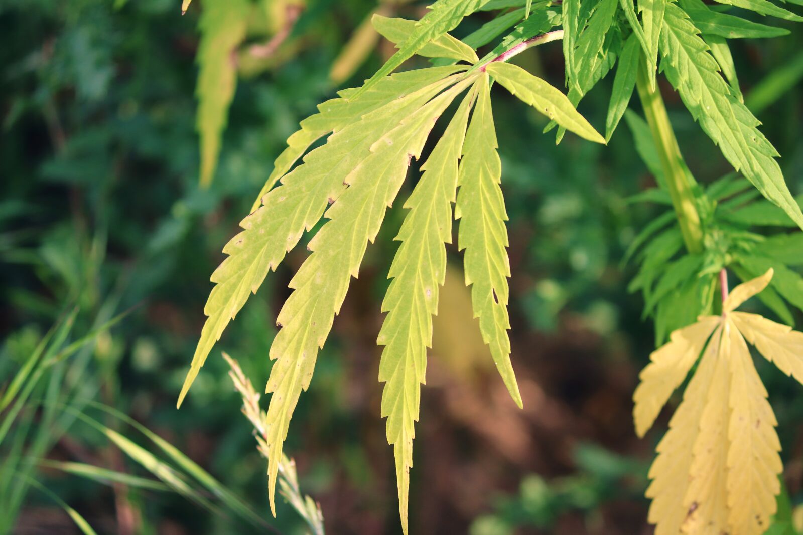 Canon EOS 200D (EOS Rebel SL2 / EOS Kiss X9) sample photo. Hemp, hemp leaves, cannabis photography