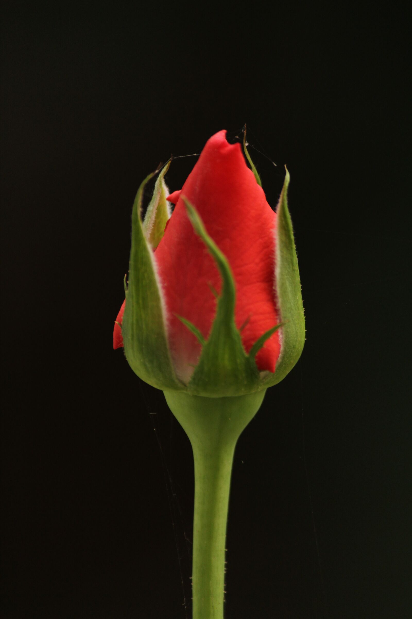 Canon EOS 1300D (EOS Rebel T6 / EOS Kiss X80) sample photo. Bud, rose, bloom photography