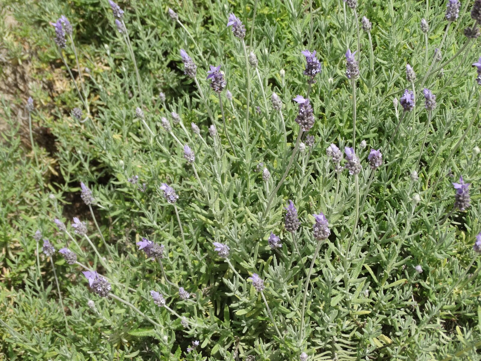 Sony Cyber-shot DSC-HX300 sample photo. Lavandula dentata, aromatic plant photography