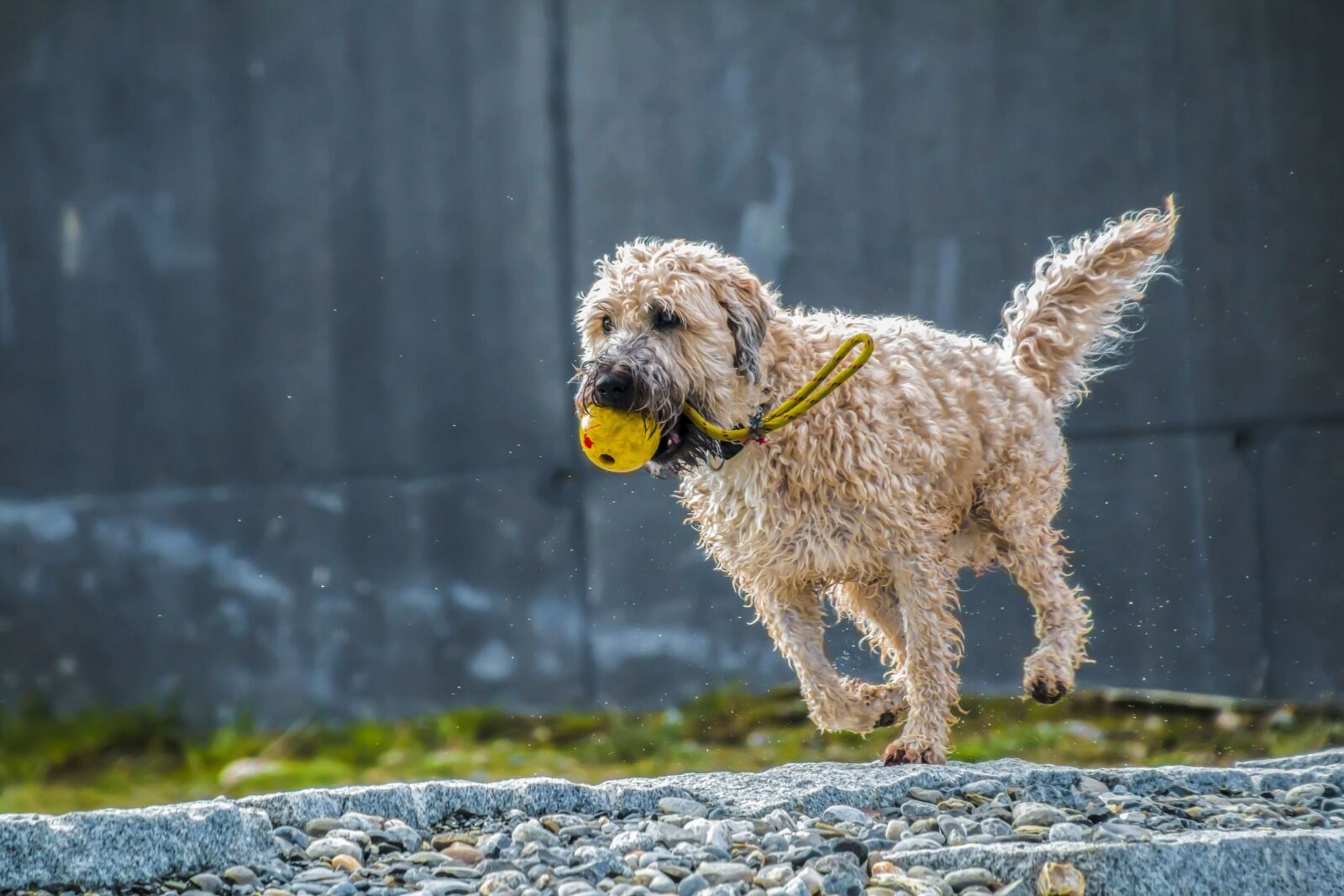 Canon EOS 70D sample photo. Dog, run, jump photography