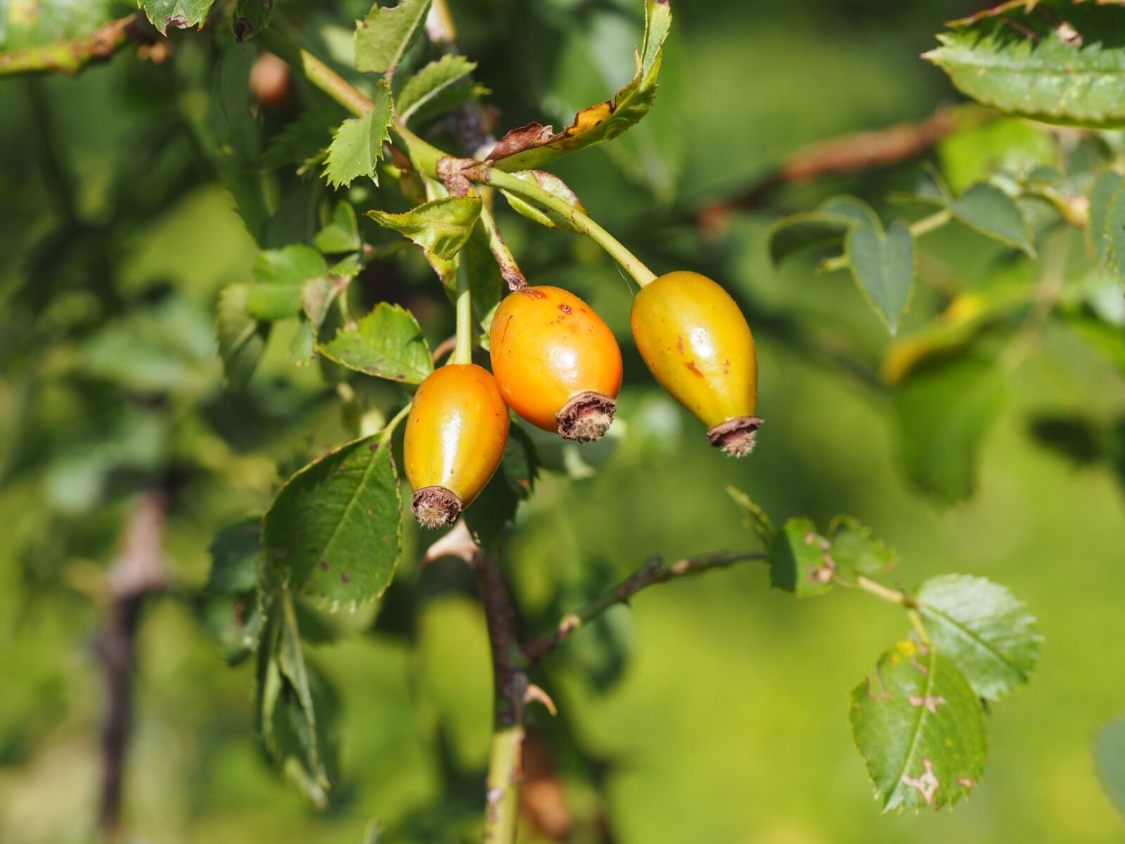 Olympus M.Zuiko Digital ED 60mm F2.8 Macro sample photo. Rose hip, tee, health photography